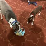 @buddyandmabelbridges - Instagram