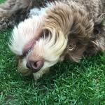 Mabel Brooks - @mabelthecockapoo_ - Instagram