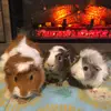 mabel, bruno, and ricky 🖤🪐 - @mable.bruno.ricky - TikTok
