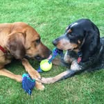 Buckley and Mabel - @buckleyandmabel - Instagram
