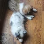Mabel and Buckley - @mabel_and_buckley - Instagram