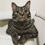 Mabel Cameron - @the_marvelous_mrsmabel - Instagram