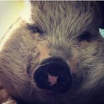 Mabel Carpenter - @princess_mabel_may - Instagram