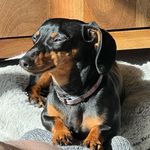 Mabel - @mabelcarpentercundy - Instagram