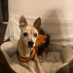 Mabel Carroll - @able_mable_the_chi - Instagram
