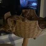 Mabel, Charles and Oliver DiMartino - @onlykittensinthebuilding - Instagram