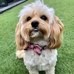 🍒 Mabel Cherry 🍒 - @mabel_cherry_the_cavapoo - Instagram