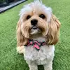 Mabel_Cherry1 - @mabel_cherry1 - TikTok