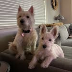 Mabel & Clark - @clarkandmabelthewesties - Instagram