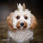 Mabel Clark - @mabel_the_mop - Instagram