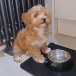 mabel clark - @mabel.maltipoo - Instagram