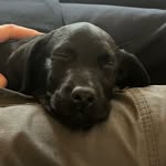 Mabel Clayton - @mabel.gundog - Instagram