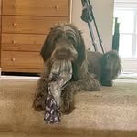 Mabel_Clementine_Spinone! - @mabel_clementine_spinone_ - Instagram