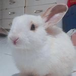 Mabel - @mabel_coelha - Instagram