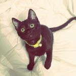 Mabel Collins - @marvelousmissmabel_ - Instagram