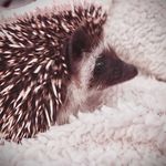Mabel Collins - @mabel_prickles - Instagram