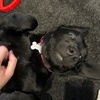 Charlotte & Mabel 🐾💛 - @mabelcollins93 - TikTok