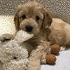 Mabel Cooke🤍🐶 - @mabel_thecockapoo_ - TikTok