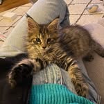 Mabel - Maine Coon Kitten 🇬🇧 - @mabel_the_maine - Instagram