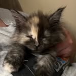Mabel - @mabel_the_maine_coon - Instagram