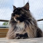 Mabel - @miss.mabel.the.maine.coon - Instagram