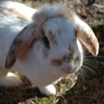 mabel - @mabelcottontail - Instagram