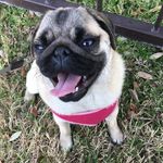 Mabel - @mabelcouchpugtato - Instagram
