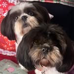 Molly & Mabel - Crafts and Accessories for Dogs - @mollyandmabelcrafts - Instagram