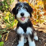 Mabel Daisy Darling - @mabeltheminiaturedoodle - Instagram