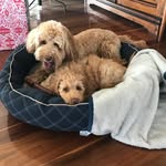 Mabel Darling & Maude Pudding - @mabellandmaude - Instagram