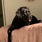 Mabel - @mabel_the_darling_dog - Instagram