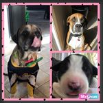 Dempsey, Maybel, And Rufus❤️ - @dempsey_mabel_rufus - Instagram