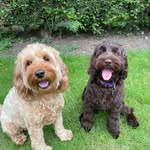 Adventures Of Mabel and Dora - @cockapoosmabeldora - Instagram