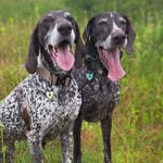 Dora & Mabel 🤍🐾 - @dora_mabel_gspexplorers - Instagram