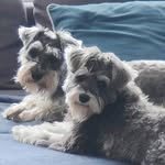 Mabel & Dora the Miniature Schnauzers - @fable_of_mabel_minischnauzer - Instagram