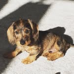 Douglas 🐾 Mabel 🐾 - @douglasandmabel - Instagram