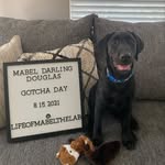 Mabel Douglas - @lifeofmabelthelab - Instagram