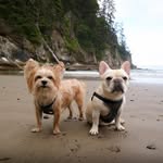 Evey and Mabel Downs - @evey.and.mabel - Instagram