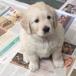 Mabel Doyle - @doggo_mabel - Instagram