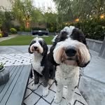 Dudley and Mabel - @dudley_and_mabel - Instagram