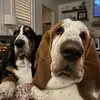Dudley and Mabel - @dudleyandmabel - TikTok