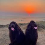 Mabel & Dudley - @mabel_the_newf - Instagram