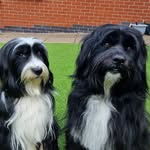 Mabel & Dudley tibetans - @mabel_n_dudley - Instagram