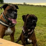 (Mabel) Dudley & Willow - @mabeldudleywillow - Instagram
