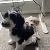 Mabel & Duke! - @mabelandduke - TikTok