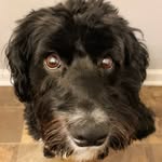 mabel dunlap - @mabel.dunlap.thedog - Instagram