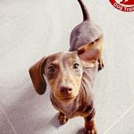 Mabel Edwards - @mabel_sausagedoggy - Instagram