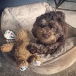Mabel Egan - @amaltipoocalledmabel - Instagram
