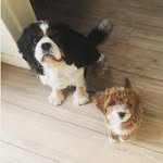 Megan & Mabel - @megan_and_mabel - Instagram