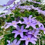 Mabel Ellis - Facebook